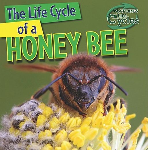 the life cycle of a honeybee